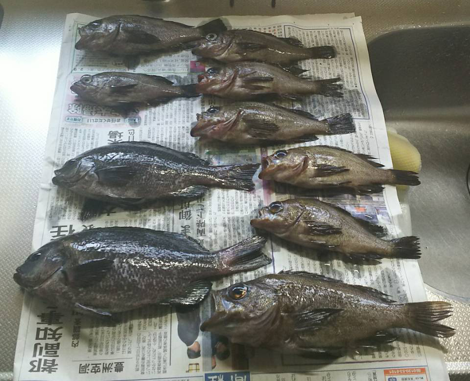 関西波止釣り場report 大阪 泉南 深日港 でメバルが盛り上がる ニュース つりそく 釣場速報