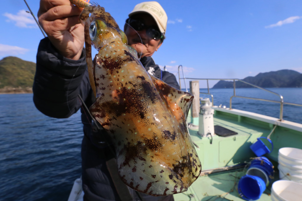 ボートエギング 春の大型アオリイカを攻略法を紹介 三重県 尾鷲 エヌテックマリン ニュース つりそく 釣場速報