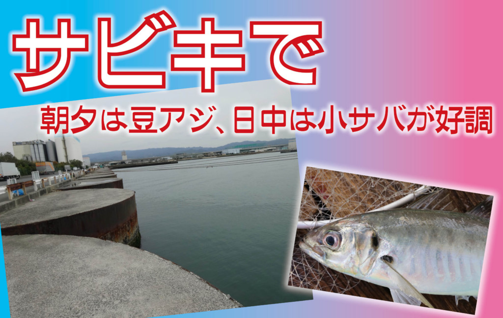 関西堤防釣り場report サビキ釣りが絶好調 家族 友人と手軽に楽しめるアジ 小サバ釣りはいかが ニュース つりそく 釣場速報