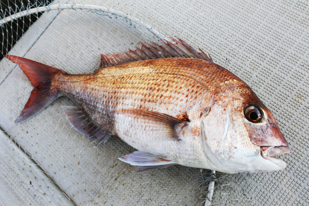 3分で分かる 魚の王様が高確率で釣れる 人気ターゲット タイ の釣り方 ニュース つりそく 釣場速報