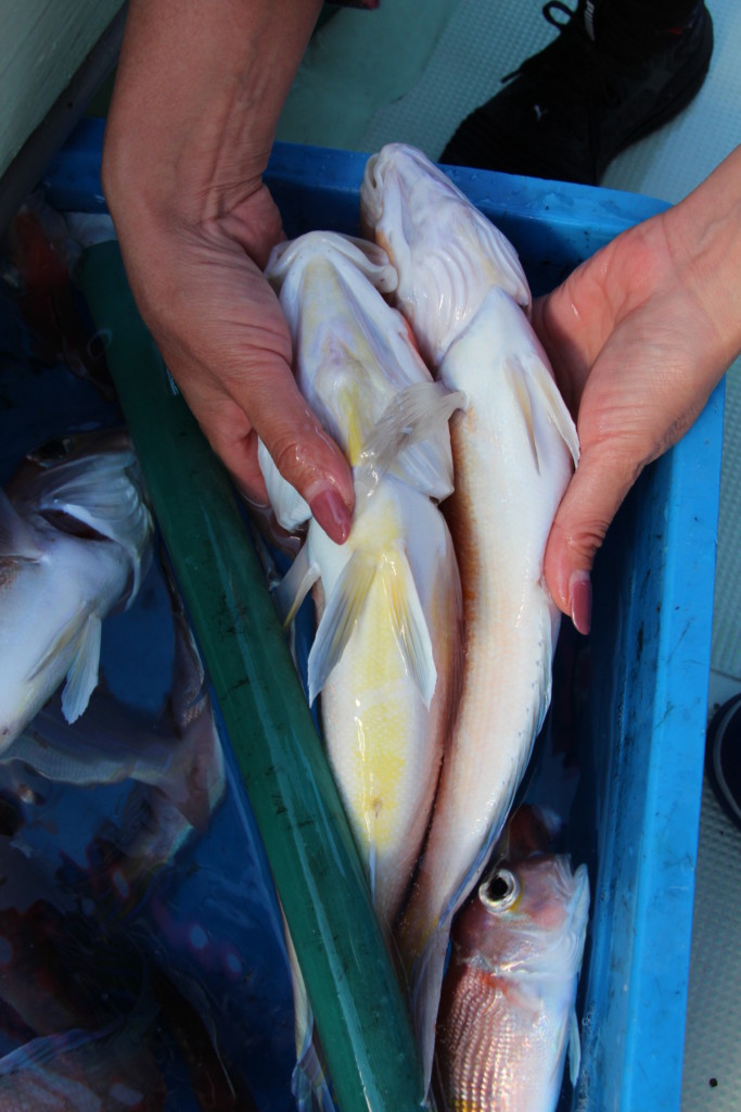 高級魚が初心者でも手軽に狙える魅力の釣り 若狭グジ と呼ばれる 超美味なブランドのアマダイがシーズン本番 名手の実釣をレポ ニュース つりそく 釣場速報